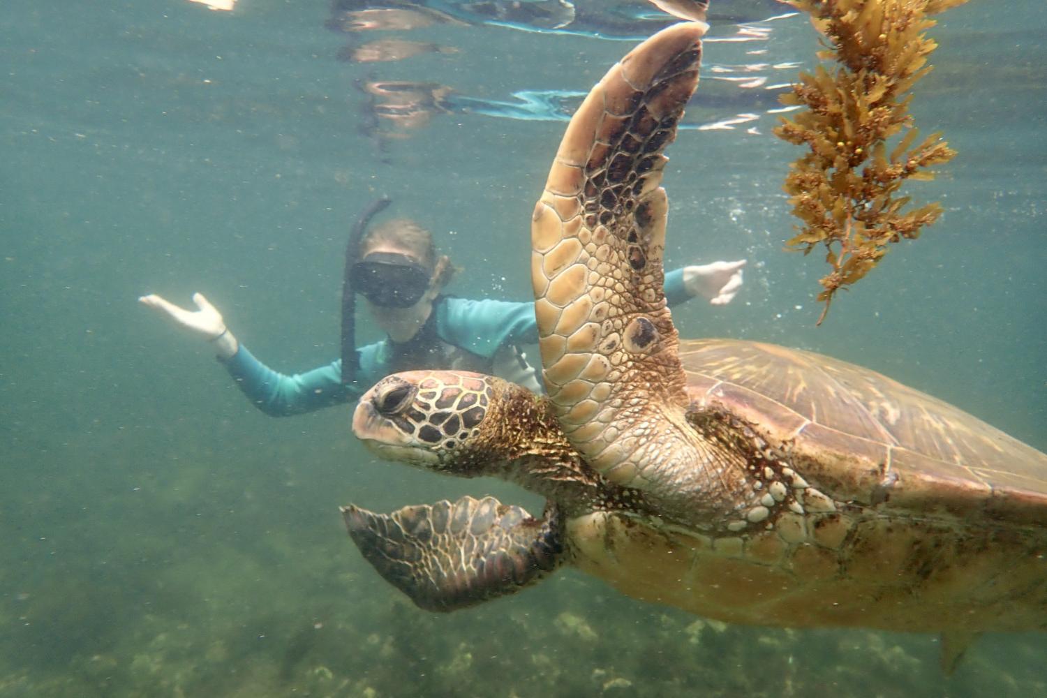 一名<a href='http://xclp.ngskmc-eis.net'>bv伟德ios下载</a>学生在Galápagos群岛游学途中与一只巨龟游泳.